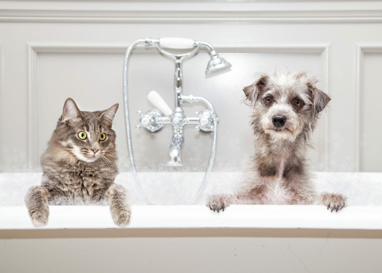 Dog and Cat in traditional bath