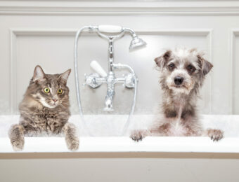 Dog and Cat in traditional bath